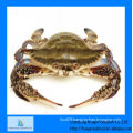 IQF frozen cutted swimming crab